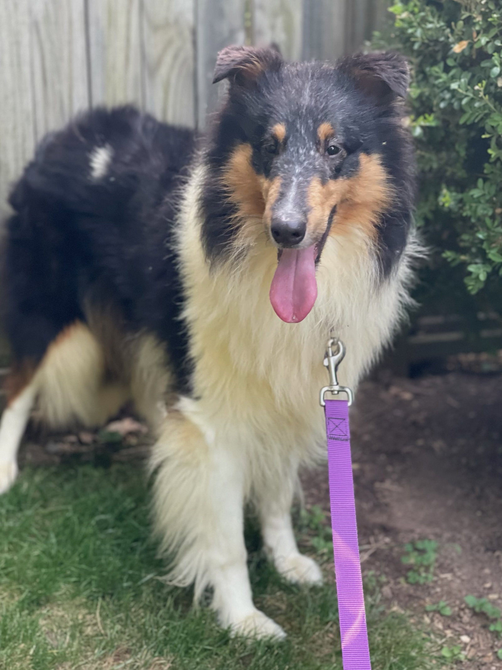 Sophie a Young Female Collie (long coat) adopted through Collie Rescue