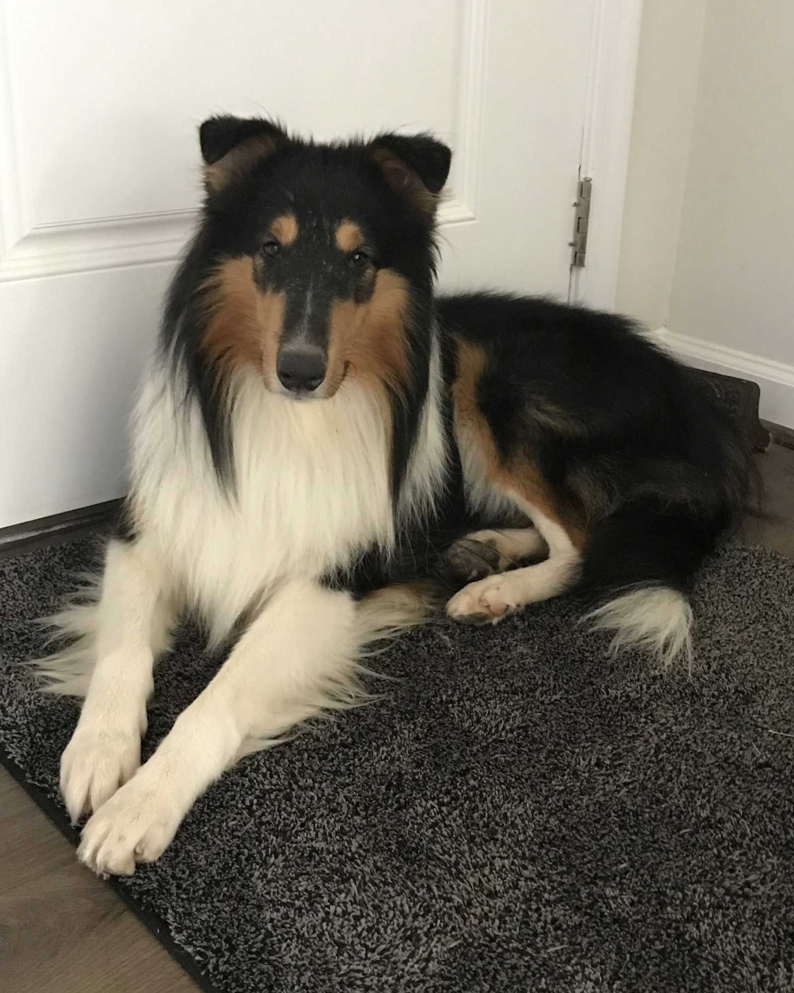 Leo a Young Male Collie (long coat) adopted through Collie Rescue