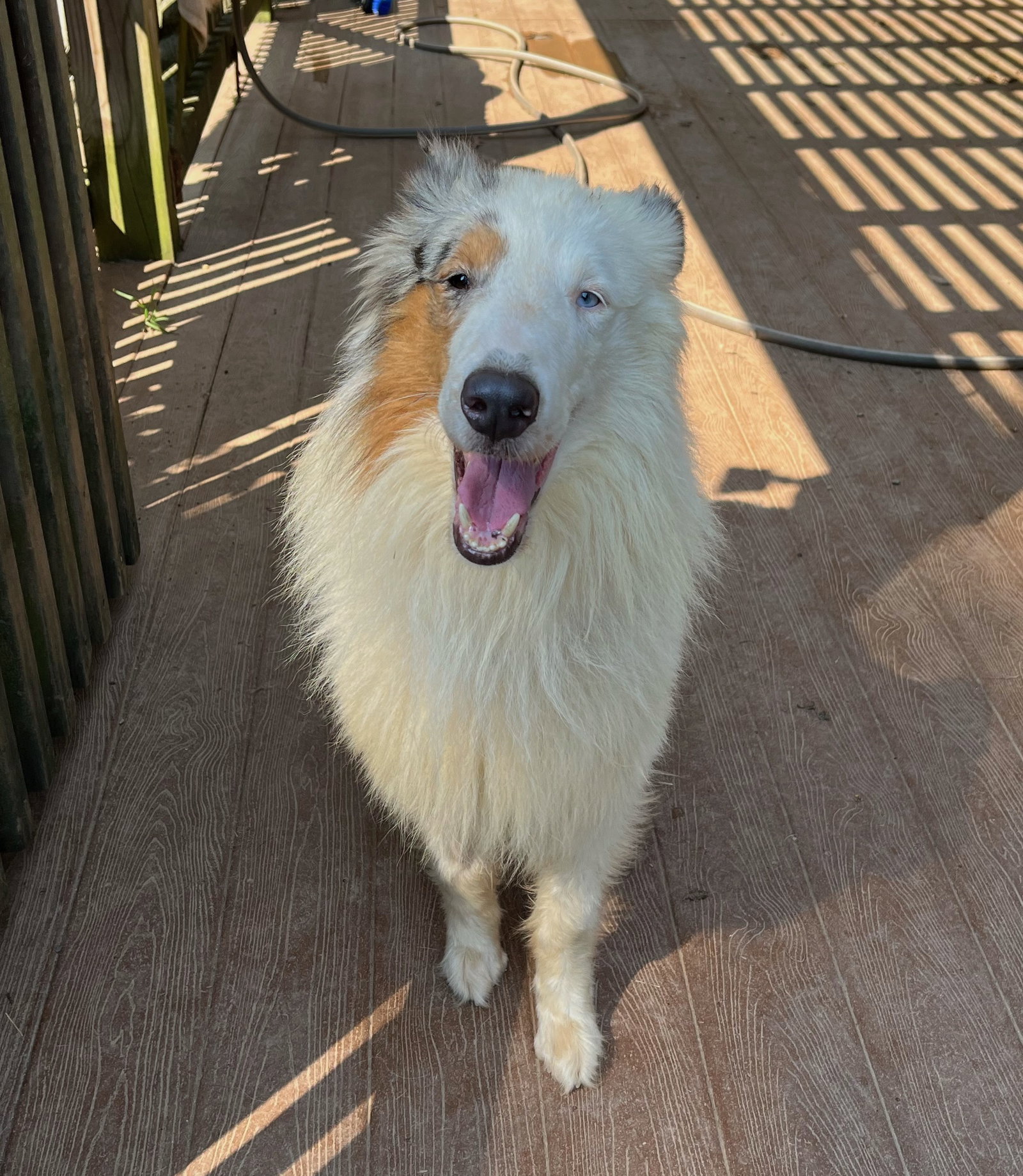 Merlin a Young Male Collie (long coat) adopted through Collie Rescue
