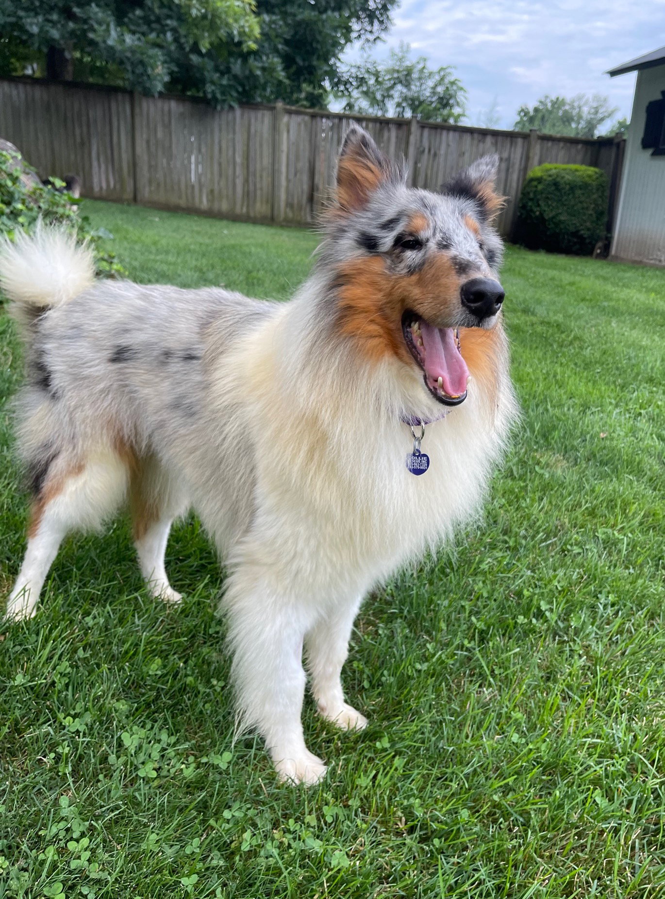 Ernie - photo 2