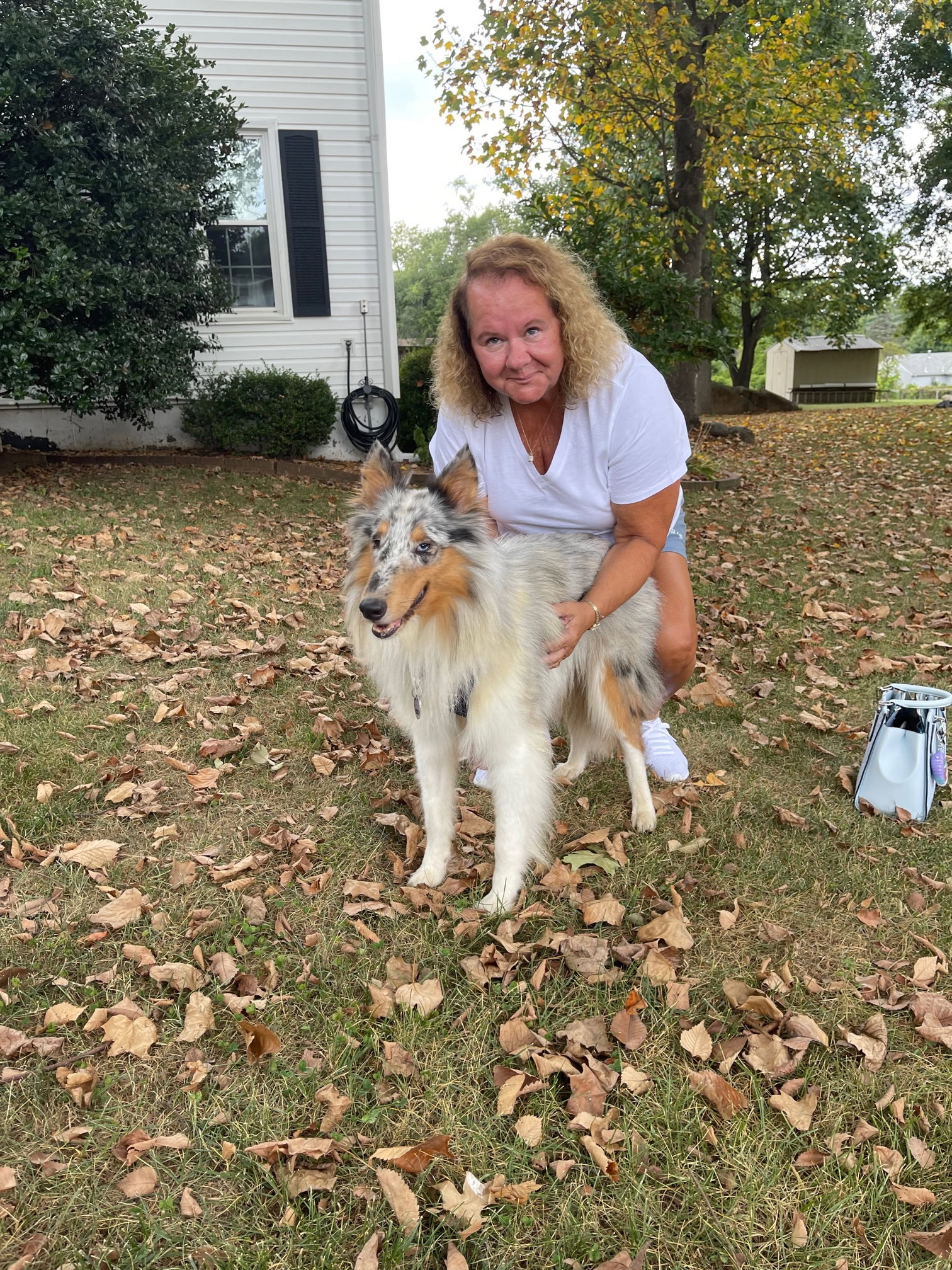 Ernie a Young Male Collie (long coat) adopted through Collie Rescue