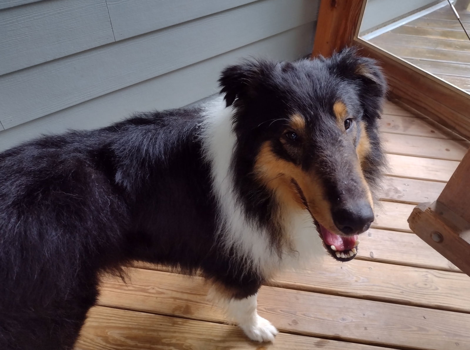 Monty - photo 6