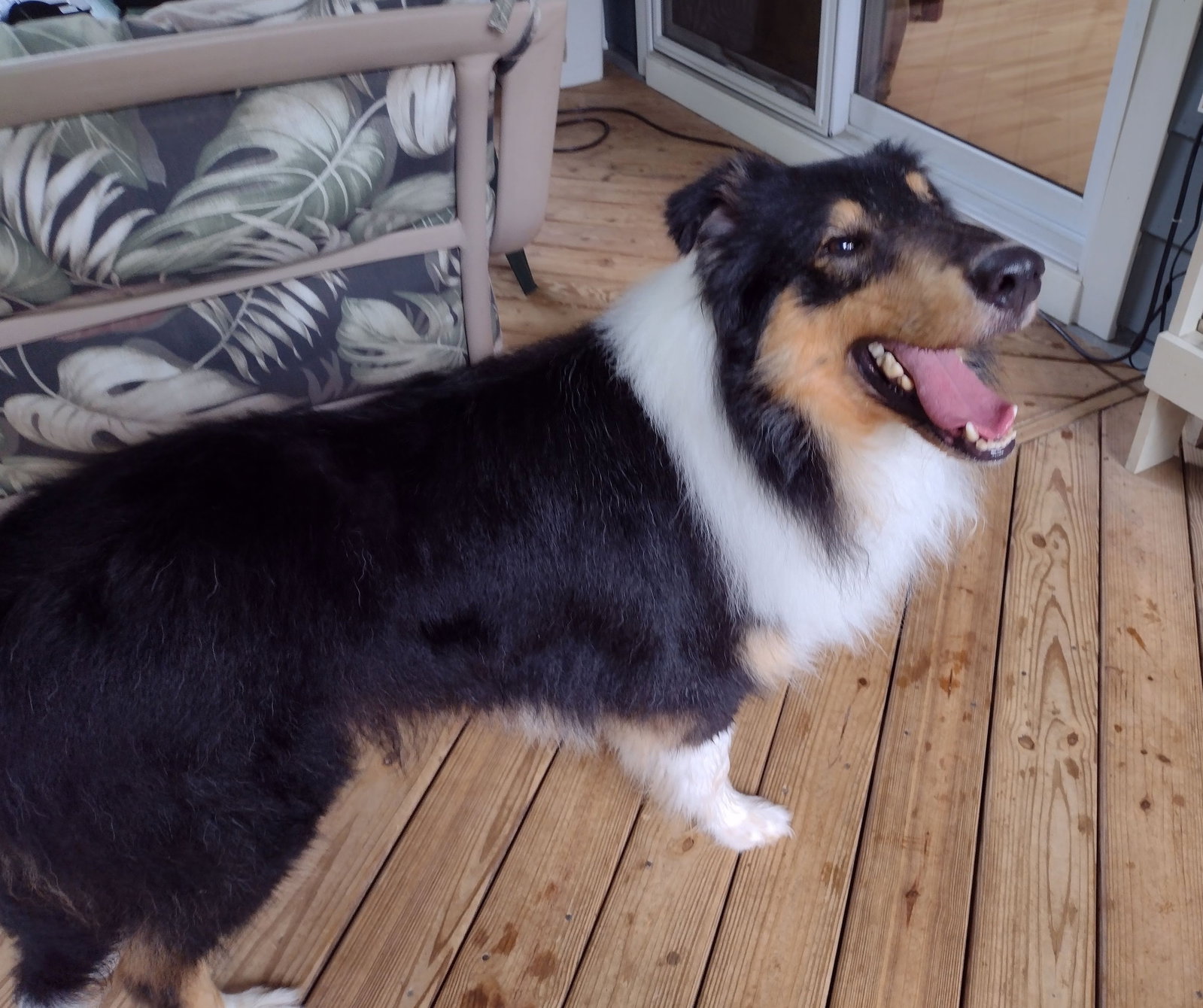 Monty - photo 3