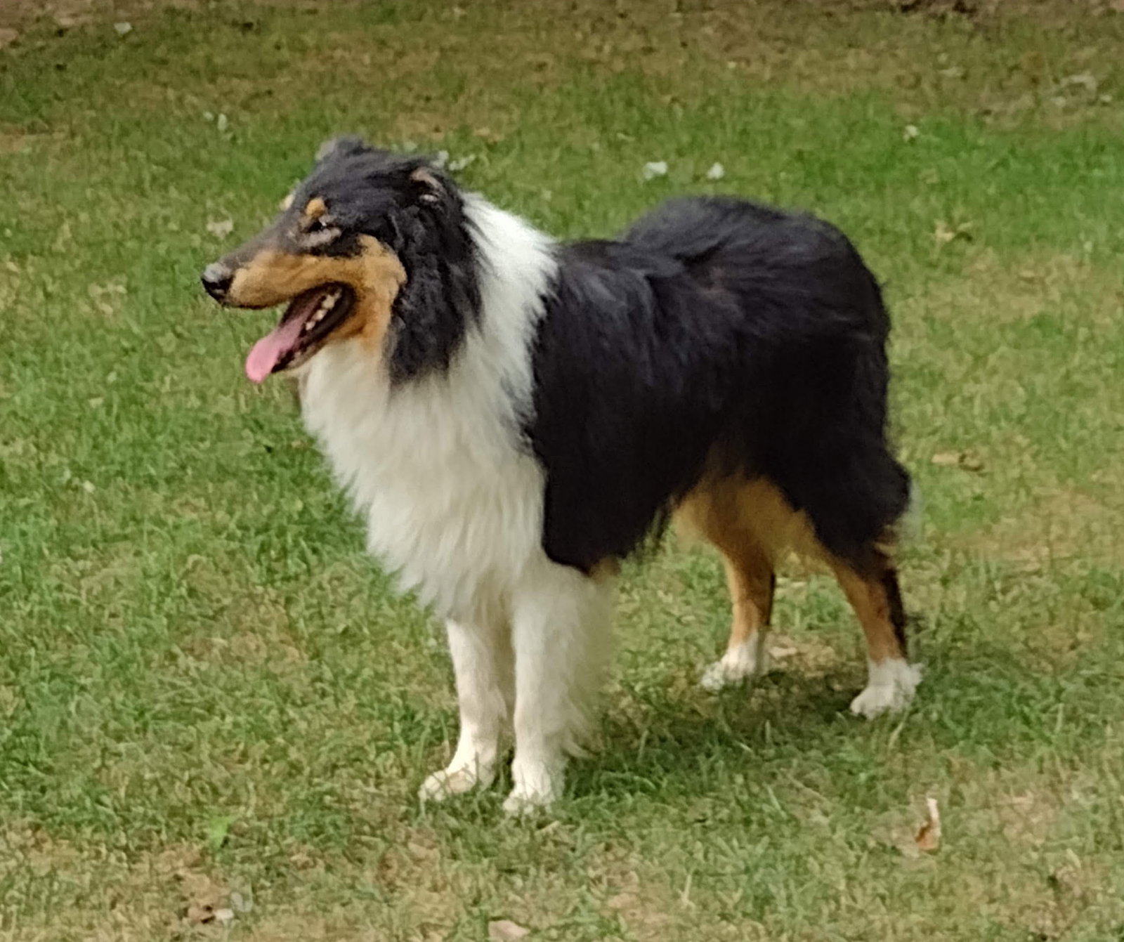 Monty - photo 4