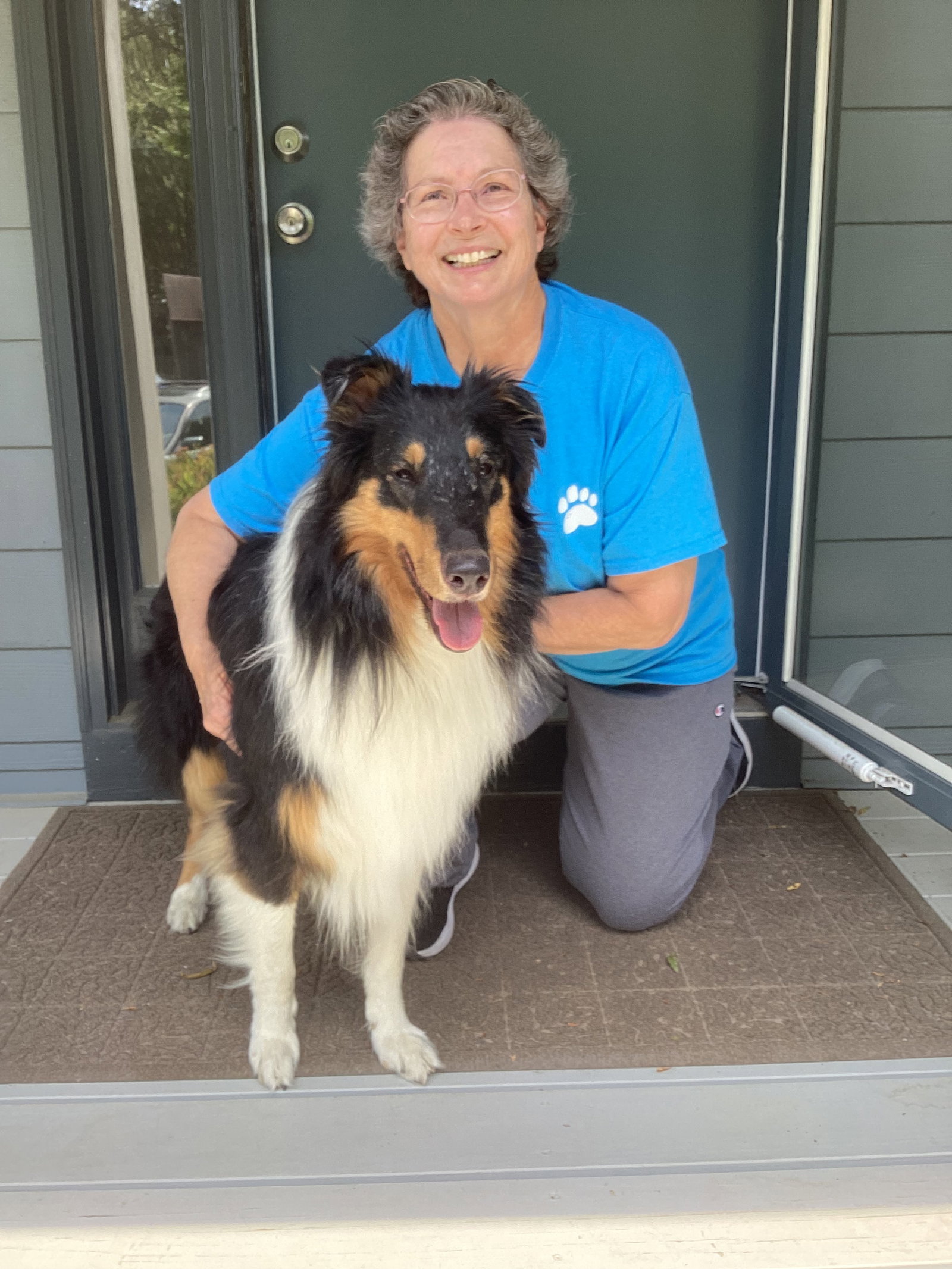 Monty a Adult Male Collie (long coat) adopted through Collie Rescue
