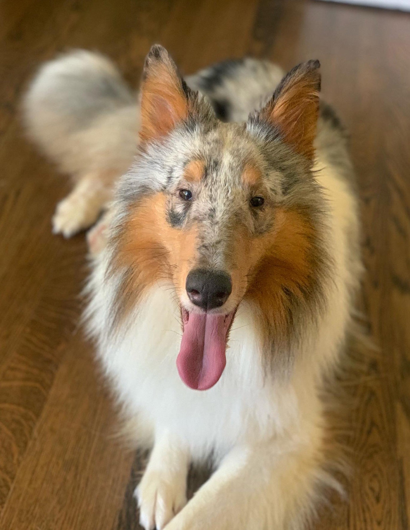 Knox a Young Male Collie (long coat) adopted through Collie Rescue