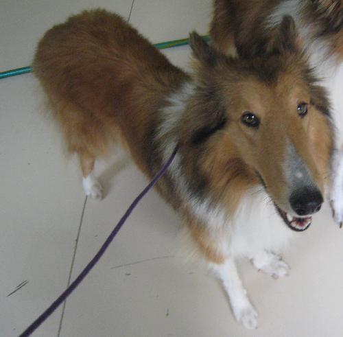 Bella a Adult Female Collie (long coat) adopted through Collie Rescue