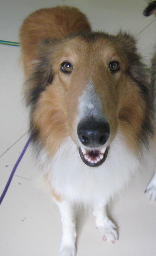 Bella - photo 2