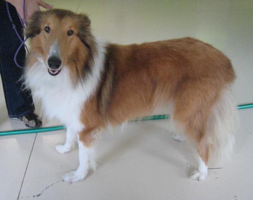 Bella - photo 3