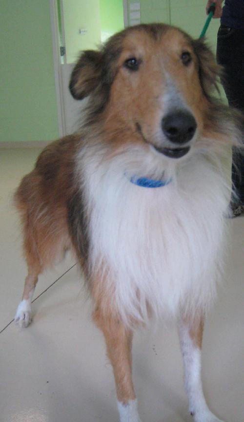 Luna a Adult Female Collie (long coat) adopted through Collie Rescue