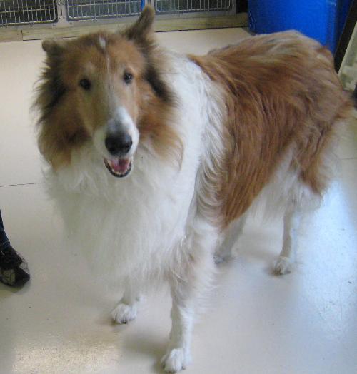 Bailey a Adult Male Collie (long coat) adopted through Collie Rescue