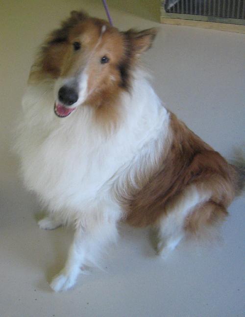 Bailey - photo 3