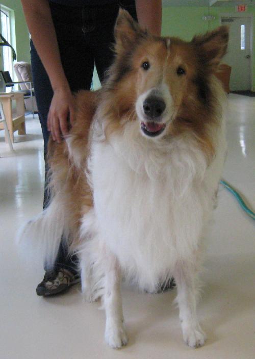 Bailey - photo 4