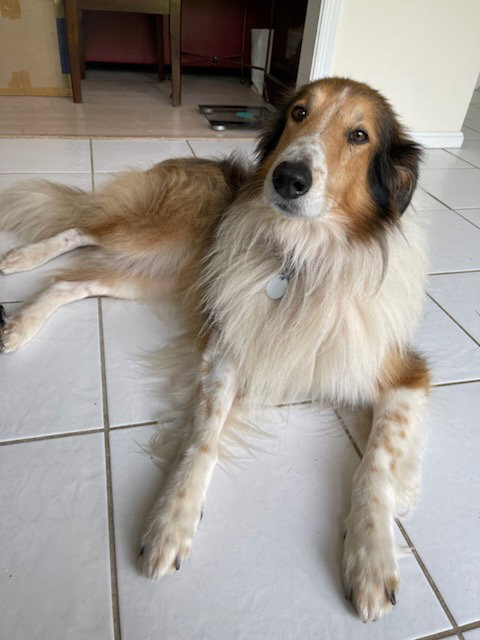 Simba a Adult Male Collie (long coat) adopted through Collie Rescue