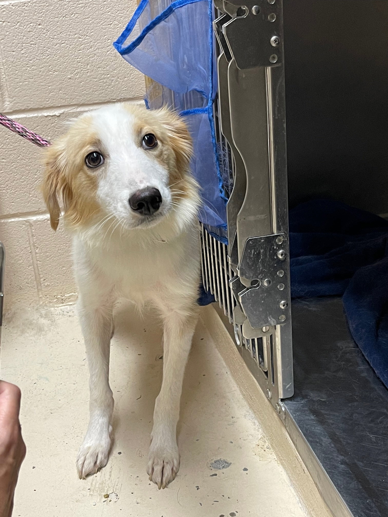 Buddy a Young Male Shetland Sheepdog Sheltie / Mixed (medium coat) adopted through Collie Rescue