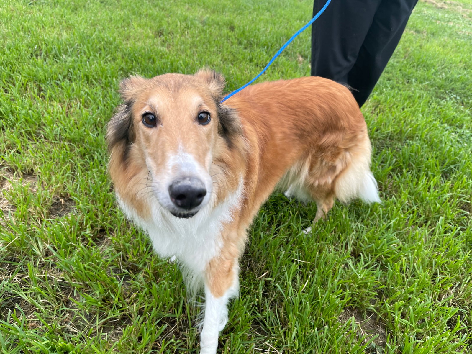 Trixie a Young Female Collie (long coat) adopted through Collie Rescue