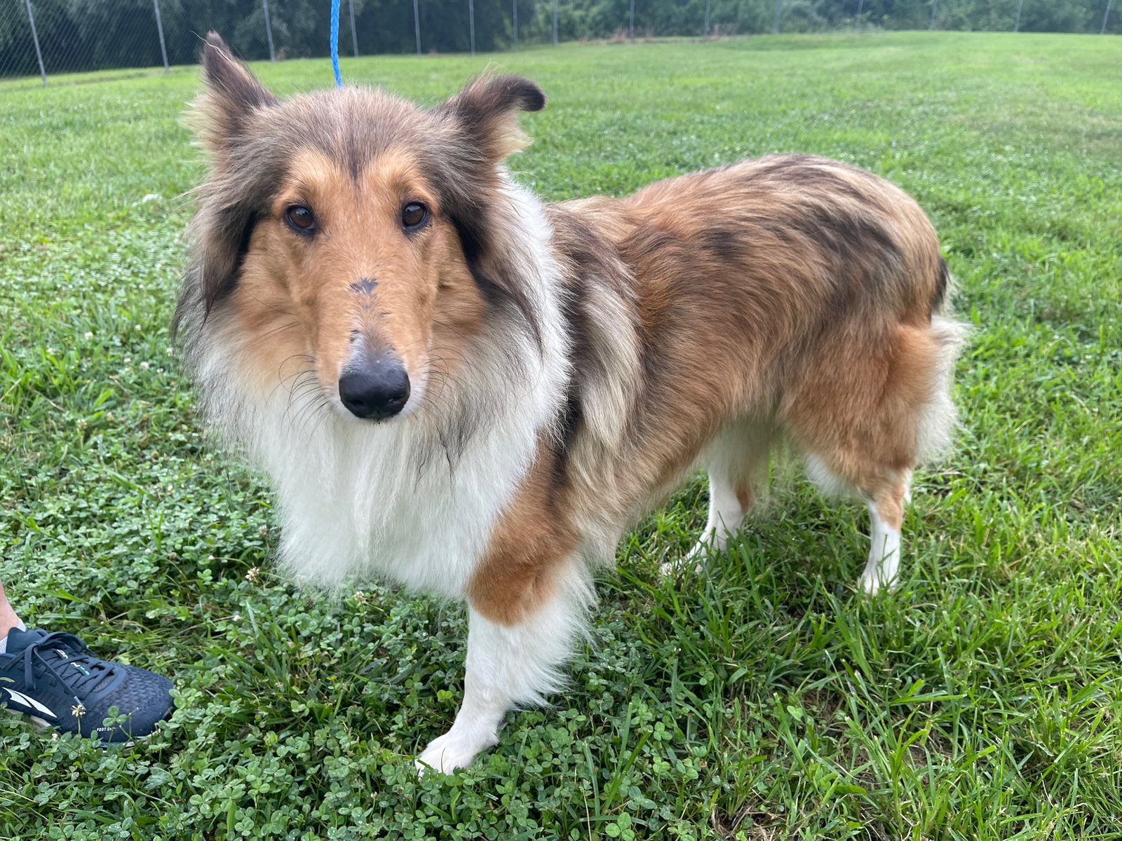 Good Lucy a Adult Female Collie (long coat) adopted through Collie Rescue
