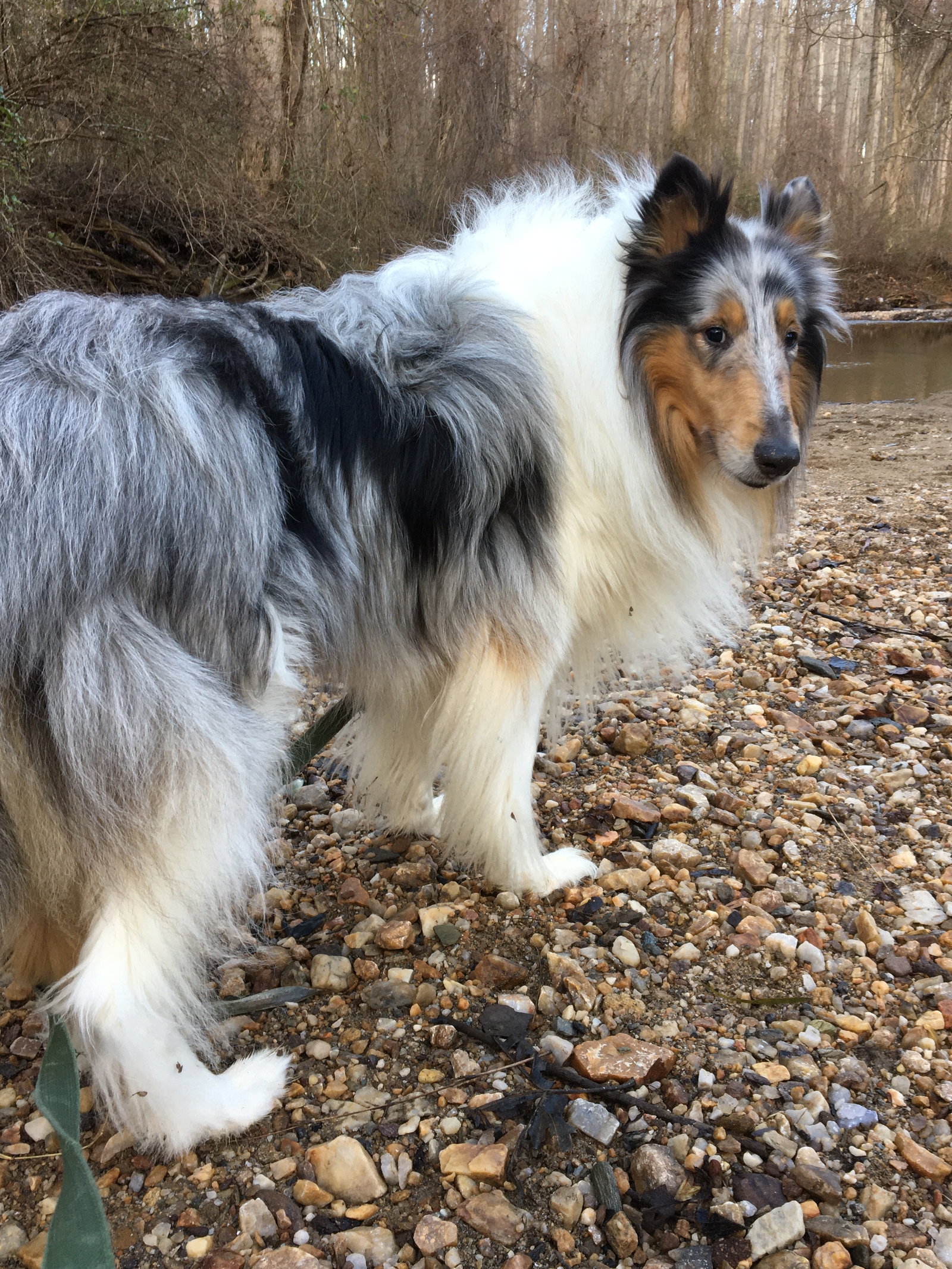 Duke a Adult Male Collie (long coat) adopted through Collie Rescue