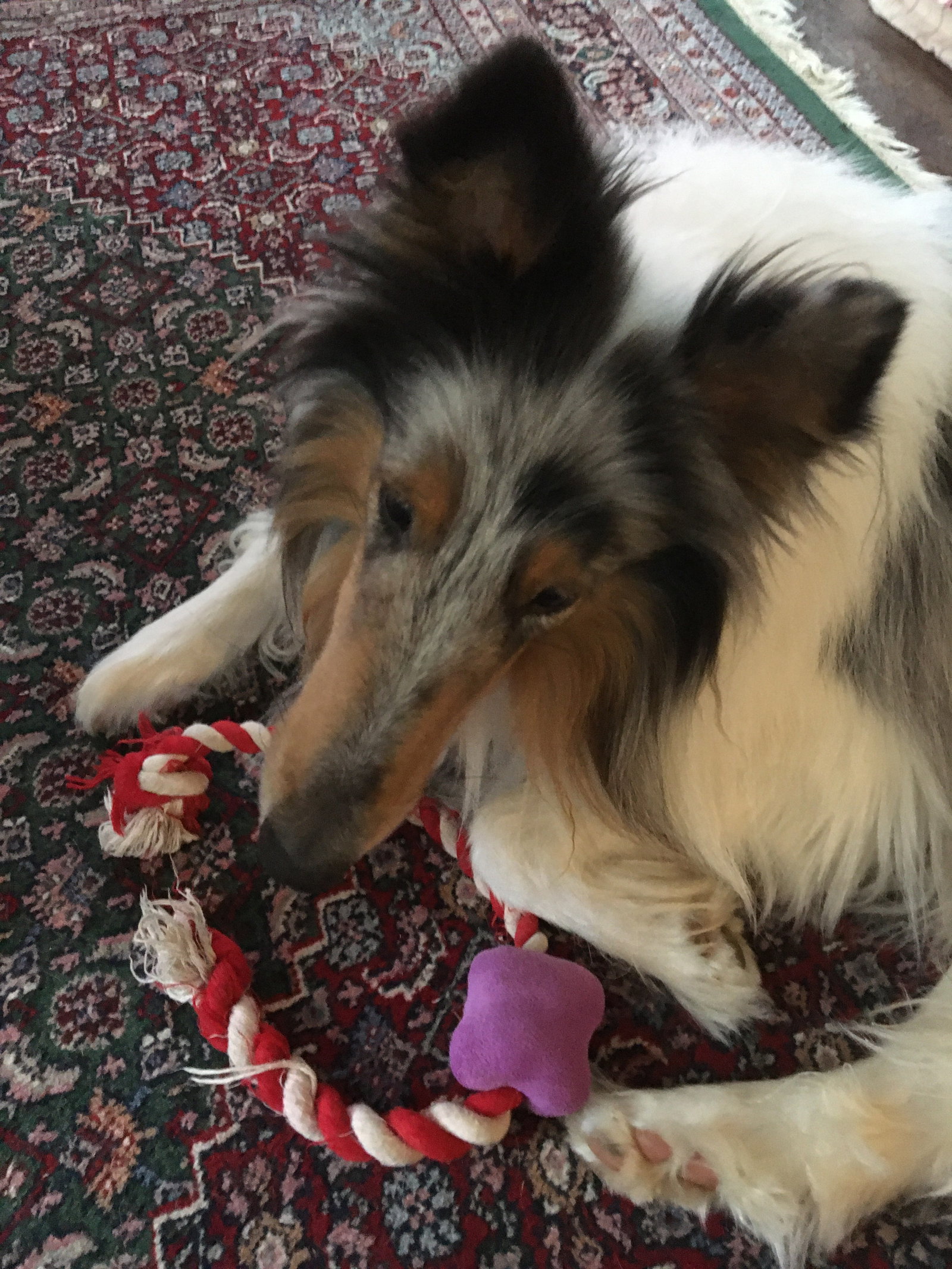 Duke - photo 2