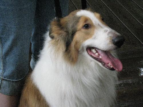 Tucker a Young Male Collie (long coat) adopted through Collie Rescue