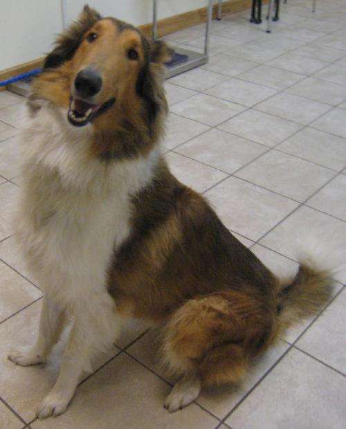 Gavin a Adult Male Collie (long coat) adopted through Collie Rescue
