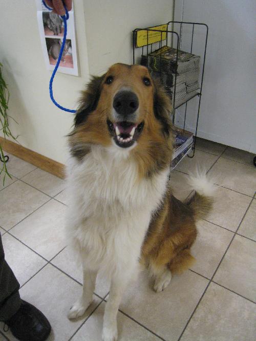 Gavin - photo 2