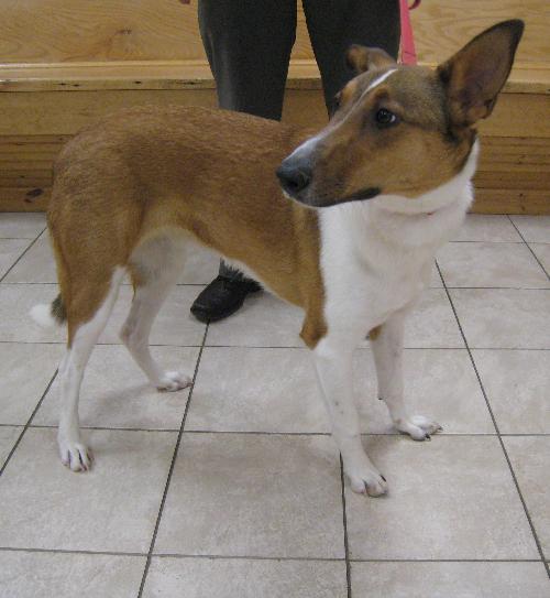 Jessie a Adult Female Collie (short coat) adopted through Collie Rescue