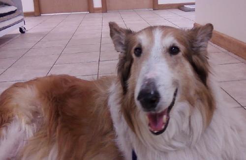 Danny a Senior Male Collie (long coat) adopted through Collie Rescue