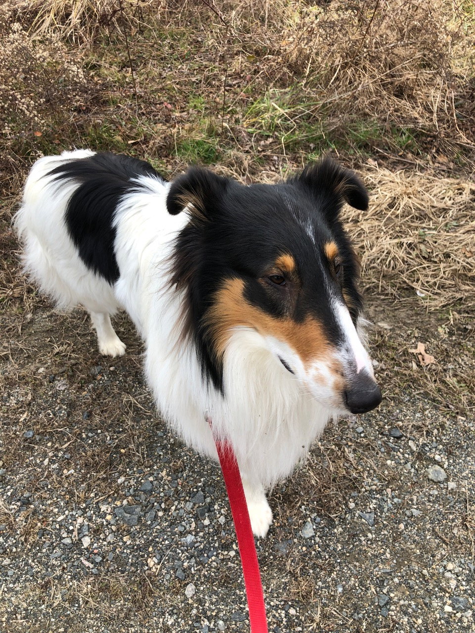 Patrick a Young Male Collie (long coat) adopted through Collie Rescue