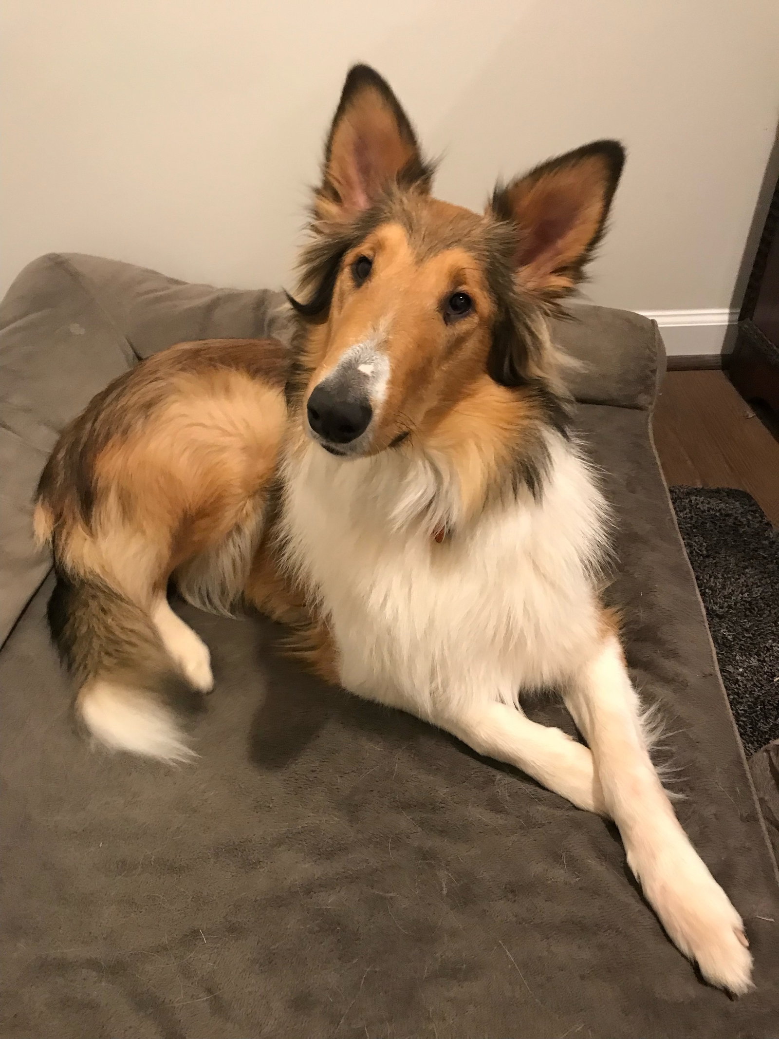 Lucy a Young Female Collie (long coat) adopted through Collie Rescue