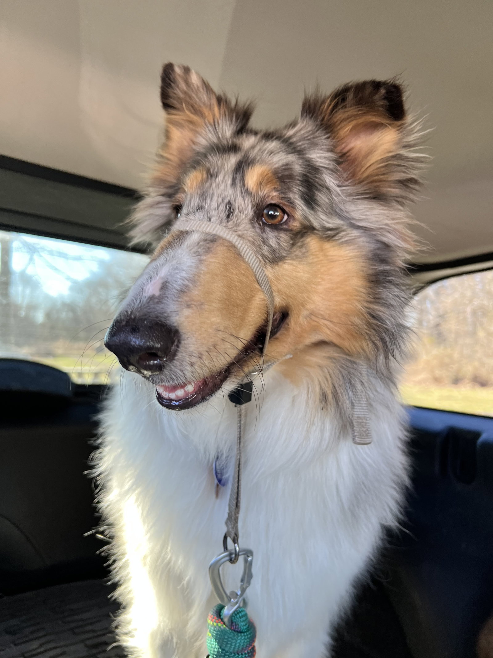 Kari a Adult Female Collie (long coat) adopted through Collie Rescue