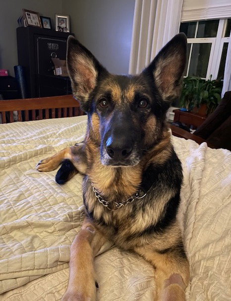 Lily a Adult Female German Shepherd Dog (medium coat) adopted through Collie Rescue