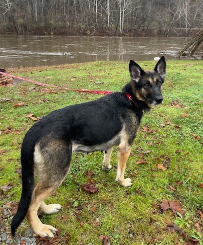Lily - photo 3