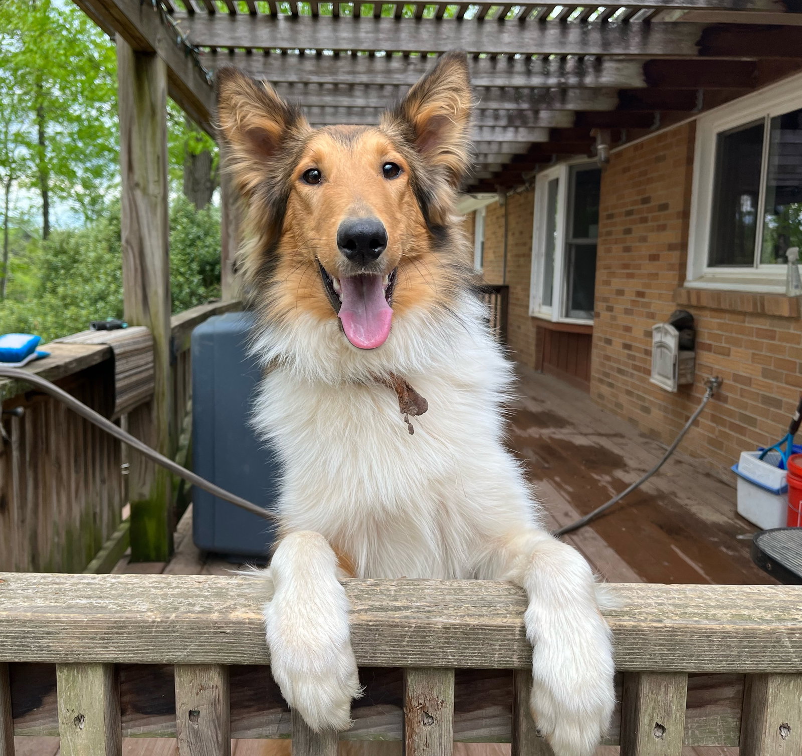 Murphy a Adult Male Collie (long coat) adopted through Collie Rescue