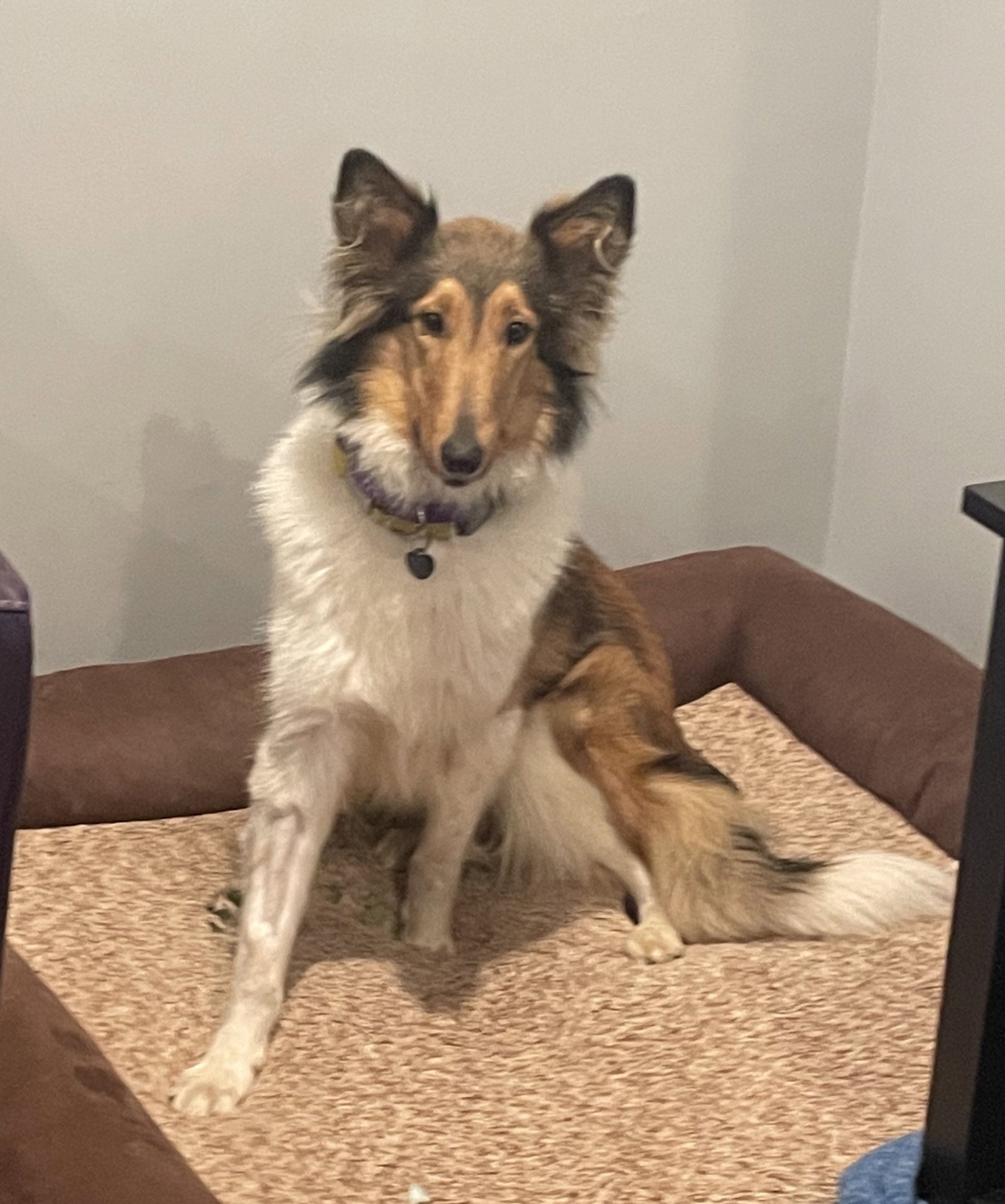 Nola a Adult Female Collie (long coat) adopted through Collie Rescue