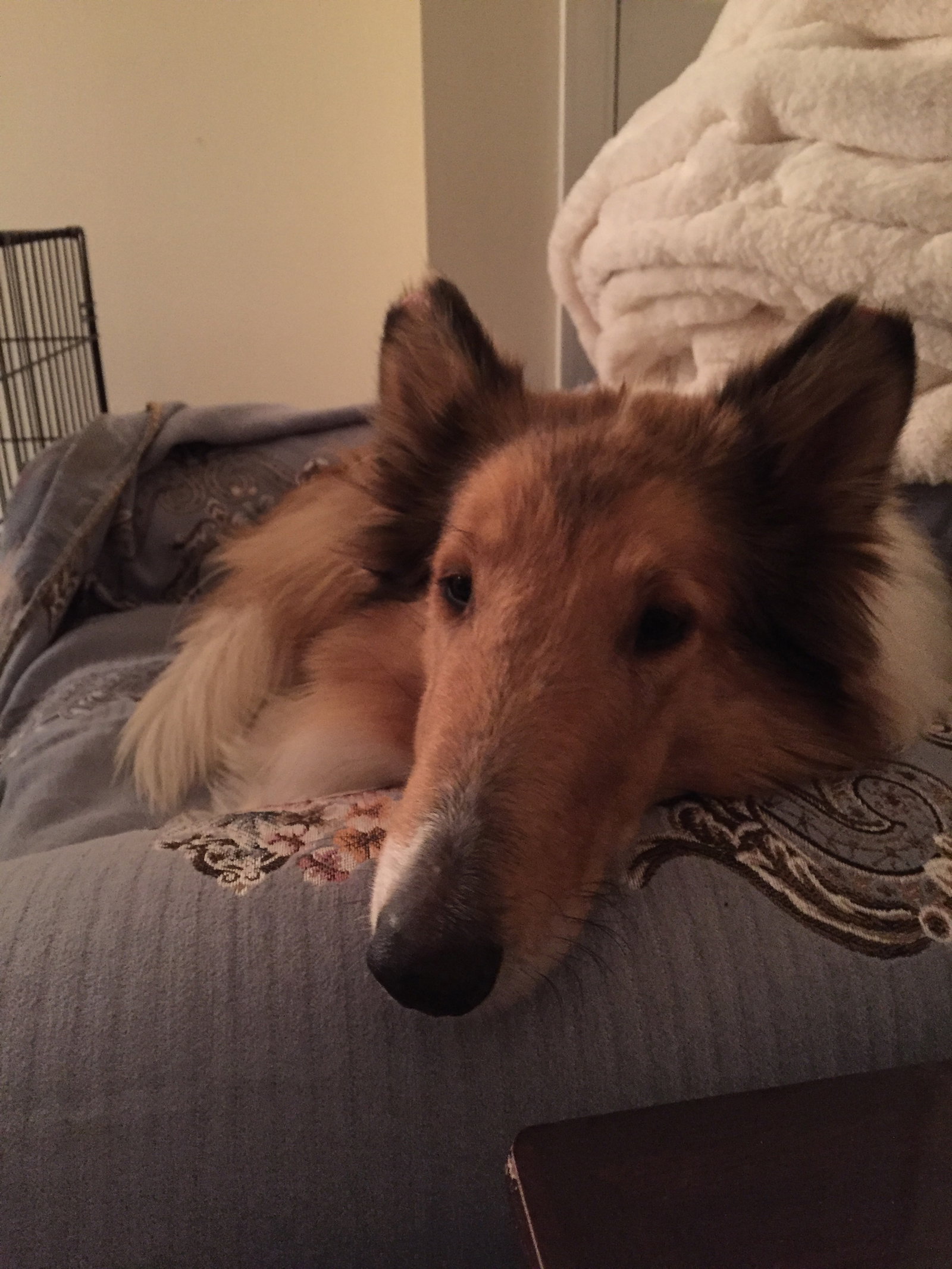 Willow - photo 2