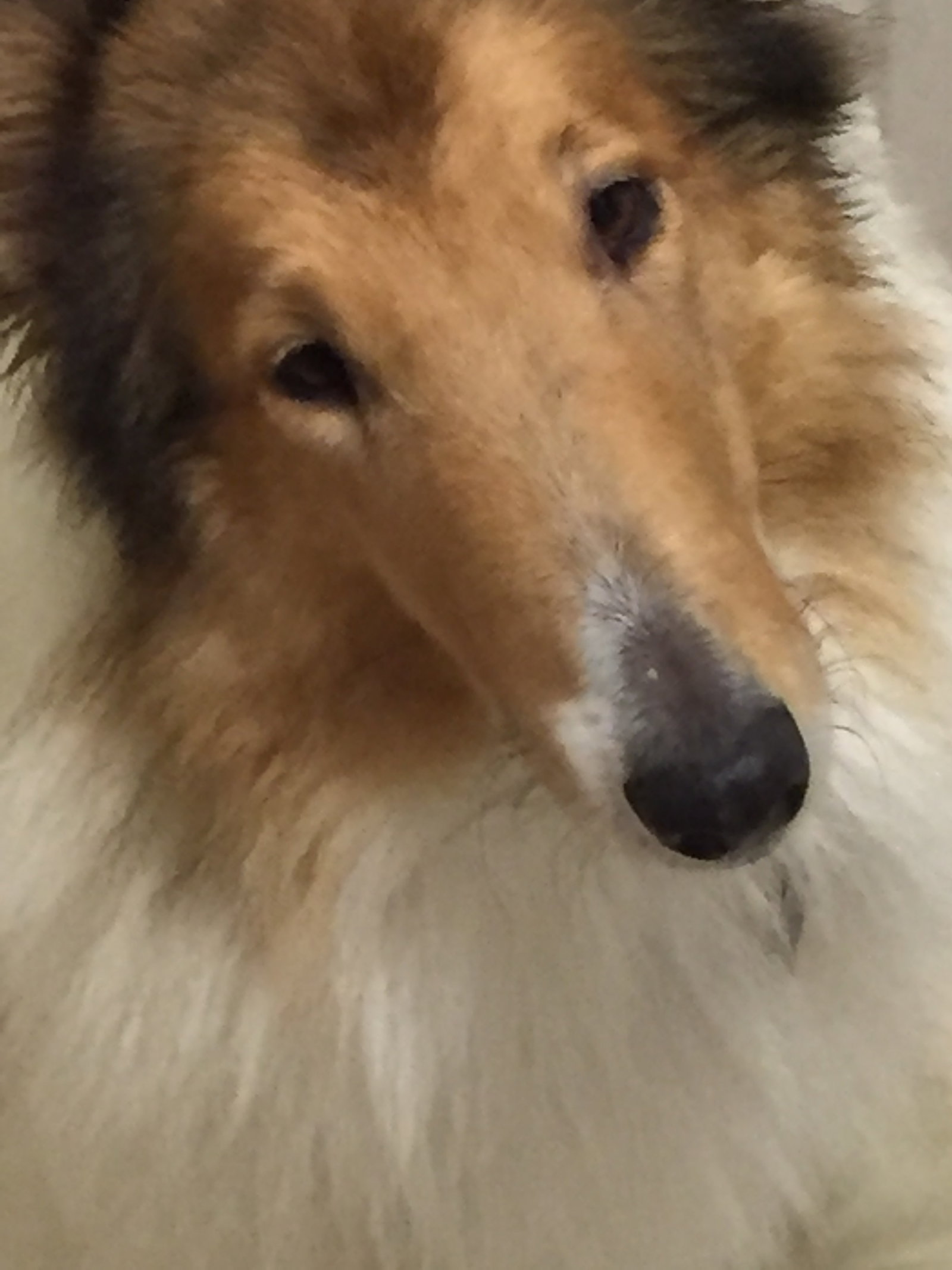 Willow a Adult Female Collie (long coat) adopted through Collie Rescue