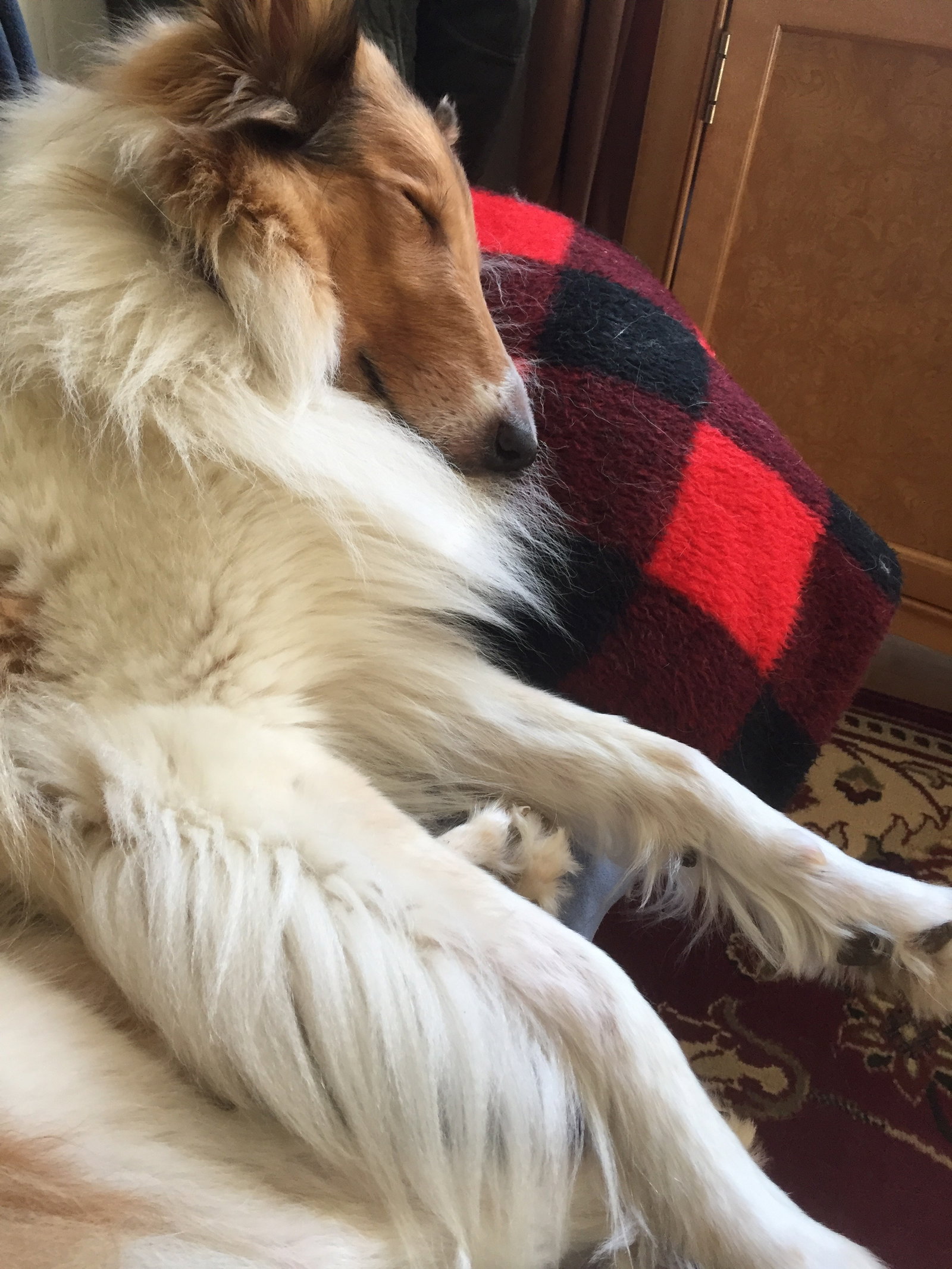 Willow - photo 6