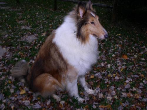 King a Adult Male Collie (long coat) adopted through Collie Rescue