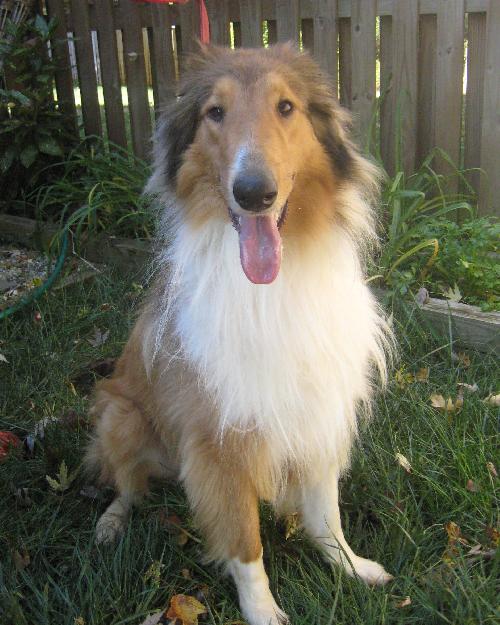 KC a Adult Male Collie (long coat) adopted through Collie Rescue