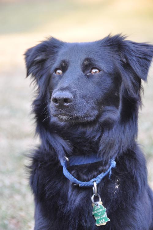 Evie a Young Female Border Collie / Mixed (medium coat) adopted through Collie Rescue