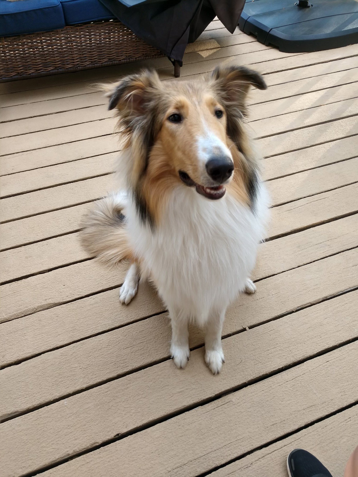 Gracie - photo 4
