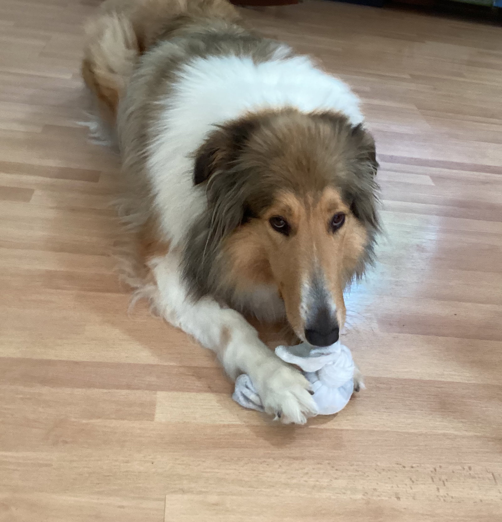 Gracie - photo 6