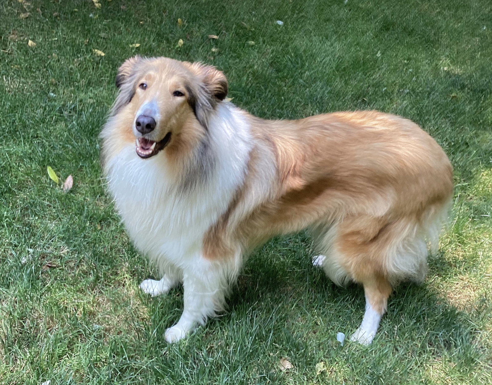 Gracie - photo 5