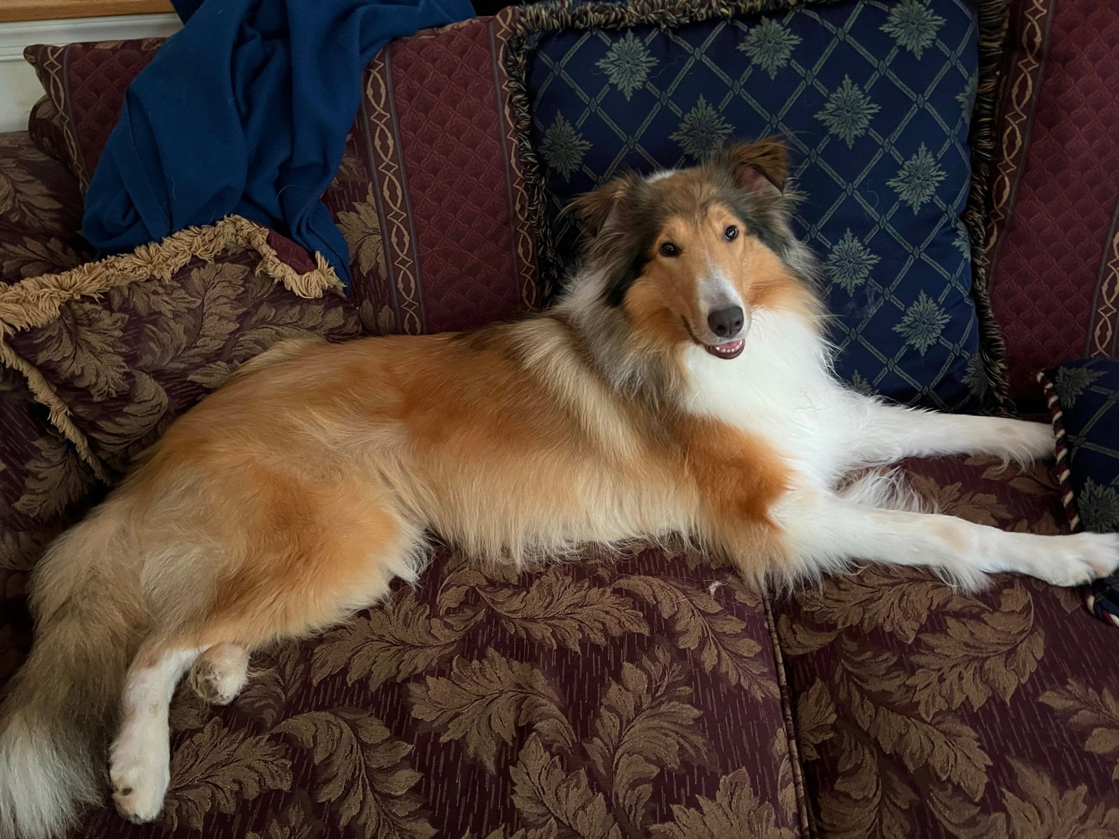 Gracie a Adult Female Collie (long coat) adopted through Collie Rescue