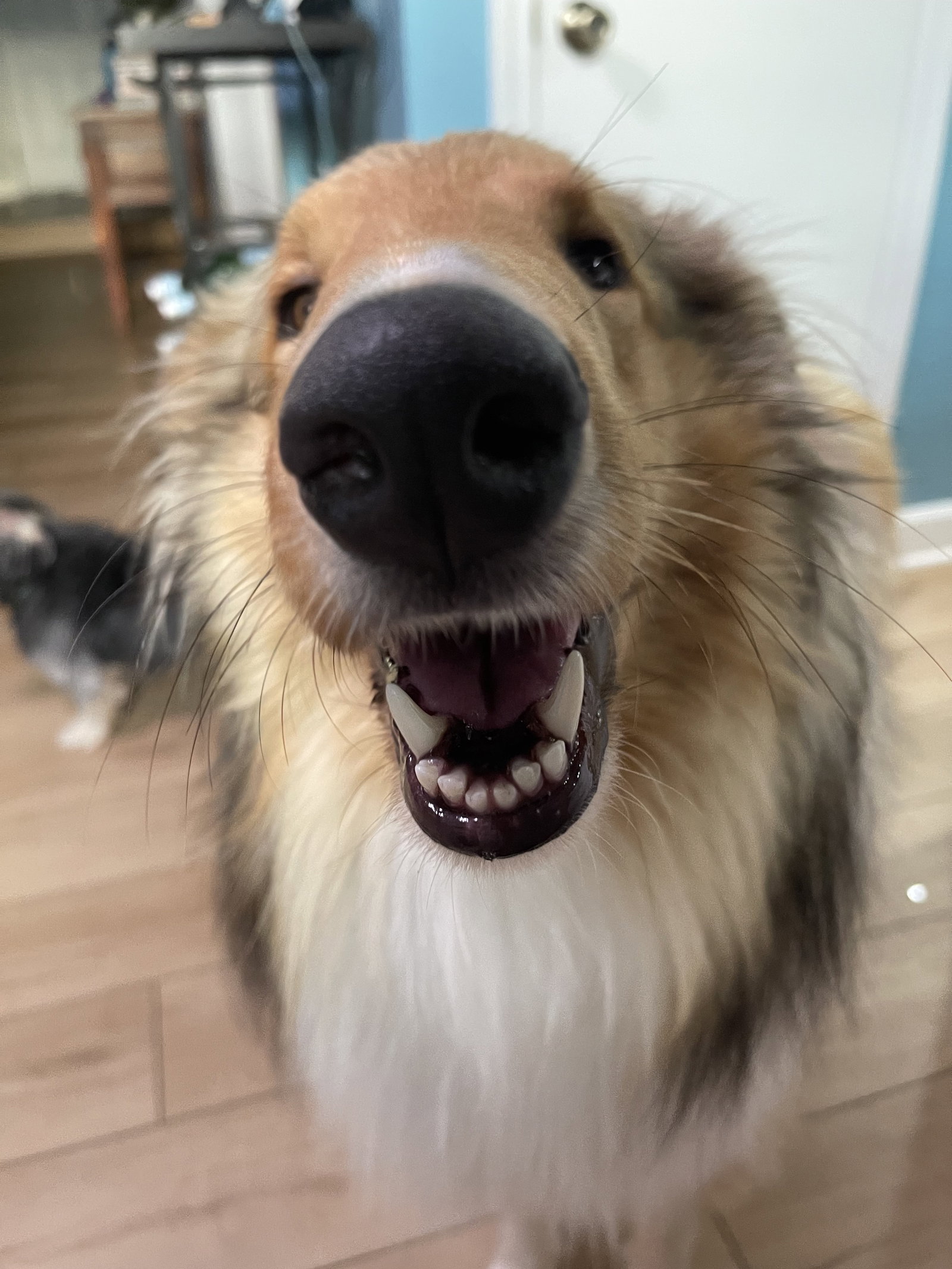 Duncan - photo 5