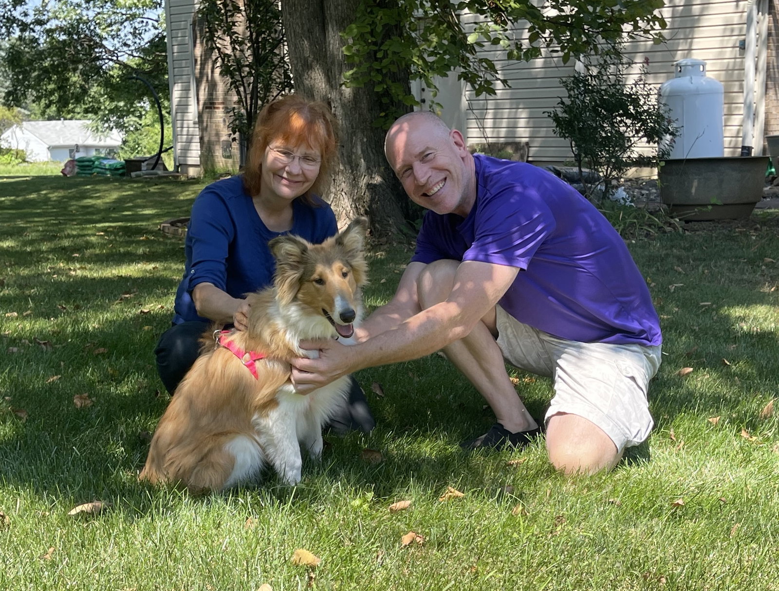 Stella a Baby Female Collie (long coat) adopted through Collie Rescue