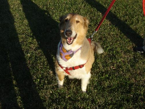 Sandy a Adult Female Collie (long coat) adopted through Collie Rescue