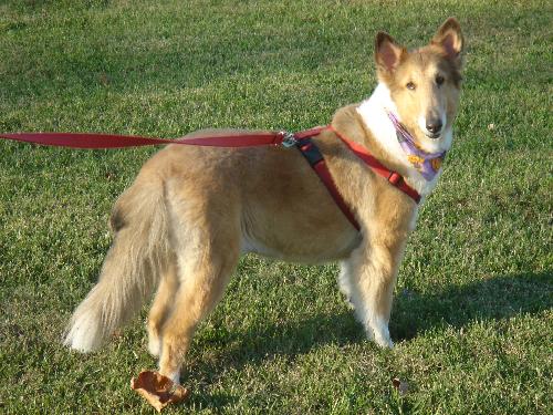 Sandy - photo 2