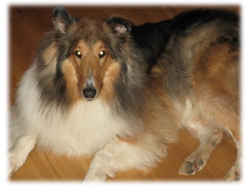 Shane a Adult Male Collie (long coat) adopted through Collie Rescue